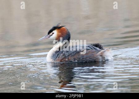 A Great Crested Grebe auf der RSPB Lakenheath am 5. April 2023 auf der Suche nach seinem Partner Stockfoto