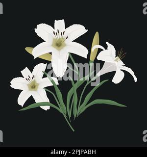 Weiße Lilien mit Knospen und grünen Blättern auf schwarzem Hintergrund. Sommerblumen. Vektordarstellung Stock Vektor