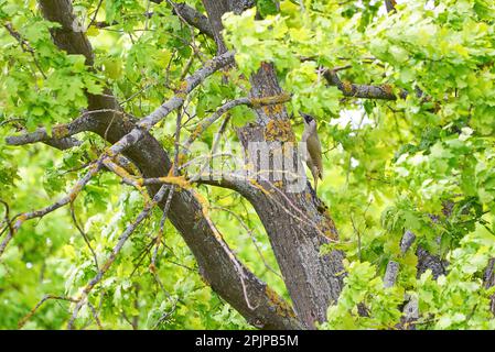 Europäischer Grünspecht auf einem Baum (Picus viridis) Stockfoto