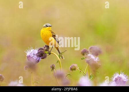 WESTERN Yellow Wagtail Vogel sitzt auf einer Pflanze (Motacilla flava) Stockfoto