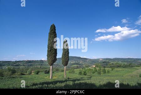 Malerischer Panoramablick auf die typische toskanische Landschaft mit einer Gruppe von Zypressen vor blauem Himmel, Toskana, Italien, Südeuropa Stockfoto