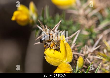 Westliche Honigbiene (APIs mellifera, auch als europäische Honigbiene bezeichnet), die im Frühling in Surrey, England, Nektar und Pollen aus Gänseblümchen sammelt Stockfoto