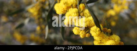 Gelbe Kugel aus Mimosen Blumen im Feld Stockfoto