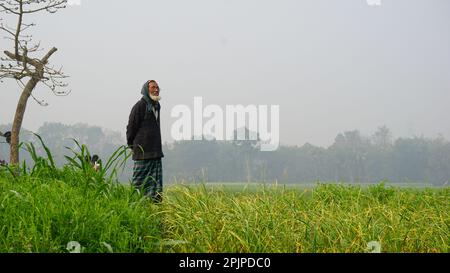 Bangladesch ist ein riesiges Ackerland. Ein Bauer, der auf die Ernte schaut. Landwirtschaftlicher grüner Kontext in Bangladesch. Stockfoto