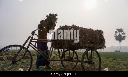 Bangladesch ist ein riesiges Ackerland. Landwirt, der auf Zwiebelfeldern arbeitet. Die Bauern sammeln ihre Ernte in Autos. Landwirtschaftlicher grüner Kontext in Bangladesch. Stockfoto