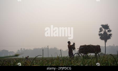 Bangladesch ist ein riesiges Ackerland. Der Bauer arbeitet auf dem Zwiebelfeld weit weg. Landwirtschaftlicher grüner Kontext in Bangladesch. Stockfoto