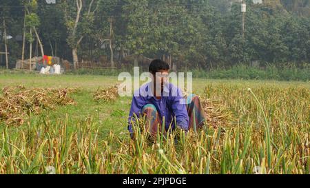 Bangladesch ist ein riesiges Ackerland. Der Bauer arbeitet auf dem Zwiebelfeld weit weg. Landwirtschaftlicher grüner Kontext in Bangladesch. Stockfoto