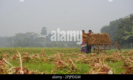 Bangladesch ist ein riesiges Ackerland. Der Bauer arbeitet auf dem Zwiebelfeld weit weg. Landwirtschaftlicher grüner Kontext in Bangladesch. Stockfoto