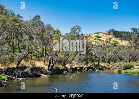 Der Blackwood River fließt durch den Wald in der Nähe der Wrights Bridge im Powlalup Nature Reserve, in der Nähe von Nannup, im Südwesten von Westaustralien Stockfoto