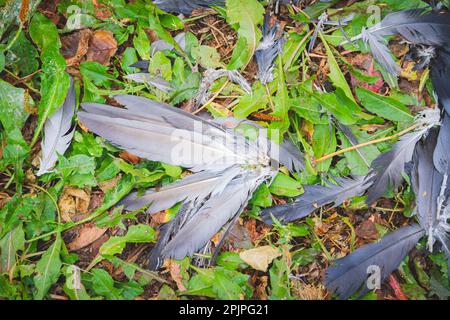 Vogelfedern auf Gras. Reste von Vögeln nach dem Angriff. Zerzauste Federn... Stockfoto