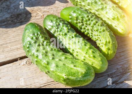 Blüte und Frucht von Gurken. Grüne Gurken. Gelbe Blume am Ast. Gurken im Gewächshaus anbauen. Gemüsefarm im Dorf. Stockfoto