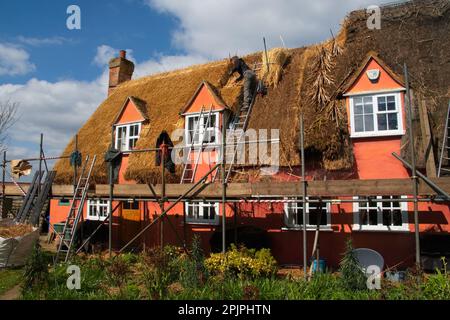 Das Bild zeigt einen Mann, der auf dem Dach einer alten, englischen Strohhütte arbeitet. Er kniet auf dem Dach und legt vorsichtig Strohreihen hin. Stockfoto