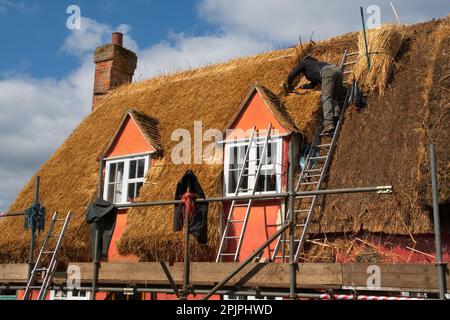 Erleben Sie einen Meister Thatcher bei der Arbeit, der sorgfältig neues Reet auf einem klassischen britischen Cottage-Dach legt, eine zeitlose Szene des ländlichen Lebens. Stockfoto