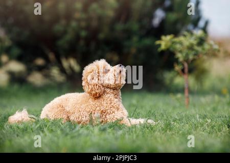 Pudel auf dem Gras. Hund in der Natur. Hund der Poodle-Rasse. Stockfoto