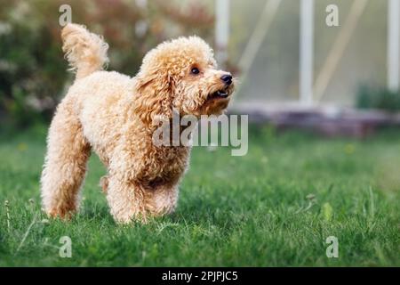 Der Pudel läuft auf dem grünen Gras. Der Hund behält seinen Garten und bellt. Stockfoto