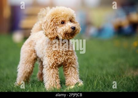 Niedliche kleine goldene Pudel steht auf grünen Rasen im Park. Glücklicher Hund. Stockfoto