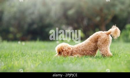 Brauner junger Pudel auf grünem, sonnigen Sommer-Naturhintergrund. Der Hund ist sehr verspielt, er ist ungezogen und versteckt seine Nase im Gras, und sein Schwanz ist Rosa Stockfoto
