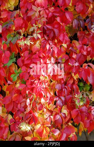 Rot und Gold Parthenocissus tricuspidata „Veitchii“ oder Boston Efeu an der Wand in hellem Sonnenlicht. Japanischer Efeu oder japanische Liane. Stockfoto