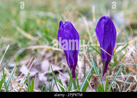 Die violetten magentafarbenen Krokussprossen wuchsen im Frühling auf einem verschwommenen Hintergrund des letzten Jahres. Speicherplatz kopieren. Nahaufnahme. Stockfoto