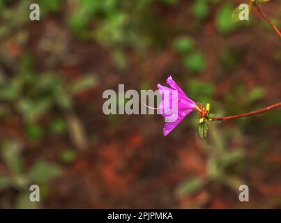 Rosa Blumen aus Rhododendron-Kopierraum. Rhododendron Ledebourii. Frühlingsblütenrhododendron. Nahaufnahme von Rhododendron Dauricum Blumen, Popul Stockfoto