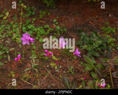 Rosa Blumen aus Rhododendron-Kopierraum. Rhododendron Ledebourii. Frühlingsblütenrhododendron. Nahaufnahme von Rhododendron Dauricum Blumen, Popul Stockfoto