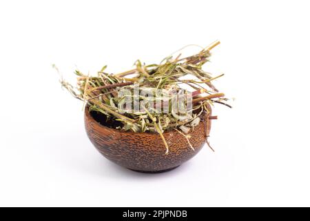 Beifußkraut oder Bibozblätter und Zweige in einer Schüssel isoliert auf weißem Hintergrund, trockenes Kraut für Tee, alternative Medizin Stockfoto