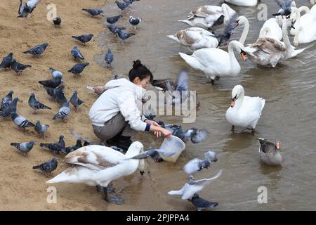 Frauen füttern Vögel an der Themse an Gabriel's Wharf am South Bank in London, Großbritannien Stockfoto