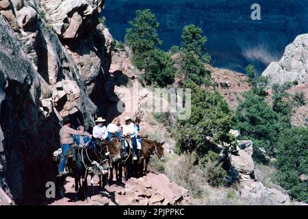 Grand Canyon von Colorado, Arizona, USA. Touristen reiten auf Maultieren auf dem South Kaibab Trail Stockfoto