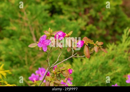 Rosa Blumen aus Rhododendron-Kopierraum. Rhododendron Ledebourii. Frühlingsblütenrhododendron. Nahaufnahme von Rhododendron Dauricum Blumen, Popul Stockfoto