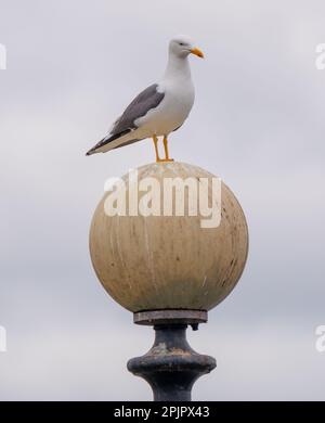 Heringsmull (Larus argentatus) auf Lampenpfosten. Die Insel Pomona. Trafford, Manchester. Bild: GARYROBERTS/WORLDWIDEFEATURES.COM Stockfoto