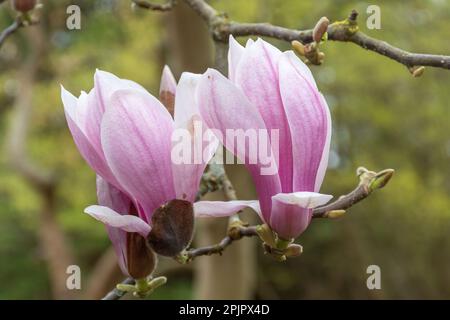 Rosafarbene Blüten oder Blüten auf Magnolia liiflora var. Gracilis Strauß oder Baum im April, Surrey, England, Großbritannien Stockfoto