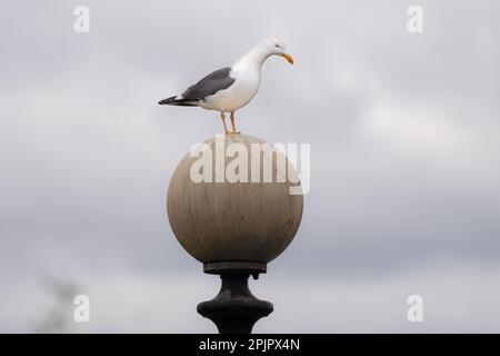 Heringsmull (Larus argentatus) auf Lampenpfosten. Die Insel Pomona. Trafford, Manchester. Bild: GARYROBERTS/WORLDWIDEFEATURES.COM Stockfoto