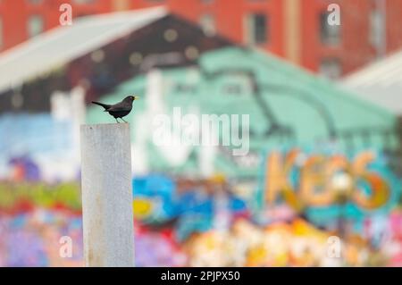 Schwarzer Vogel (turdus merula) männlich, hoch oben auf einem Lüftungsrohr mit Graffiti auf dem Gebäude hinten. Die Insel Pomona. Trafford, Manchester. Abbildung: GARYROBERT Stockfoto