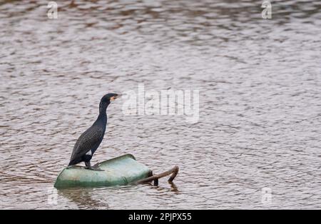 Kormoran (Phalacrocorax carbo) hoch oben an der Schubkarre in der Irwell mit junger Heringsmull (Larus argentatus). Gleich neben der Insel Pomona. Trafford.M Stockfoto