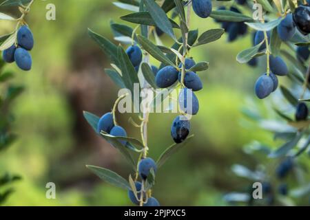 Kleine schwarze Oliven, die auf dünnen Zweigen mit grünen Blättern im Garten wachsen, vor unscharfem Hintergrund Stockfoto