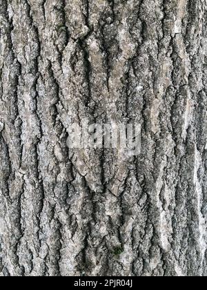 Rinde des alten Baumes mit rauer Konsistenz, abstrakter Hintergrund Stockfoto
