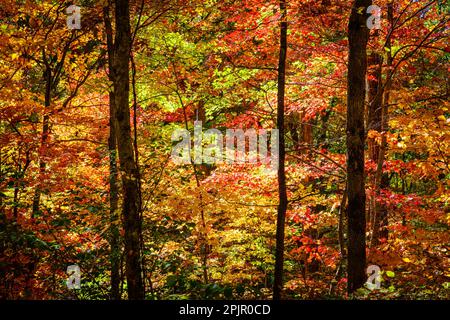 Herbstfarben im Wald bei Asheville, North Carolina Stockfoto