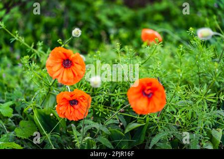 Wildblumenmohn blüht im Frühling mit roten Blumen auf den Feldern Stockfoto