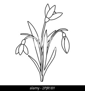 Strauß von Schneeglöckchen Frühlingsblumen, Doodle-Style flache Vektordarstellung für Kinder Malbuch Stock Vektor