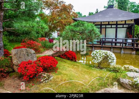 Fantastische Kugel aus blühenden Rhododendron Bonsai Bäumen im japanischen Garten in Potsdam (japanischer Garten Bonsai) und Haus in Pagodenform in Brand Stockfoto