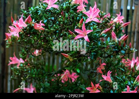 Fantastische Kugel blühender Rhododendron Bonsai Bäume im japanischen Garten in Potsdam (japanischer Garten Bonsai) in Brandenburg Stockfoto