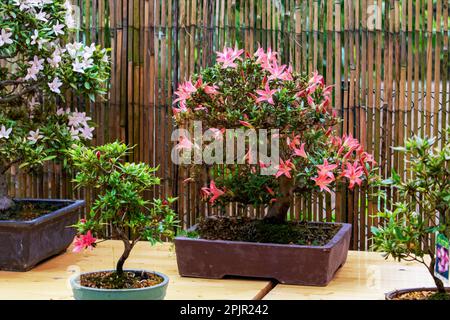 Erstaunliche Kugeln blühender Rhododendron Bonsai-Bäume im japanischen Garten in Potsdam (japanischer Garten Bonsai) in Brandenburg Stockfoto