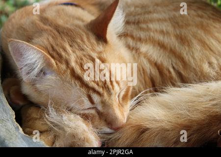 Ingwer schlafende Katze Stockfoto