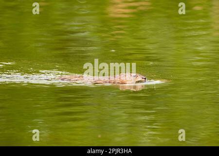 Schwimmen von Bisamratten (Ondatra zibethicus) Stockfoto