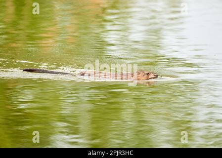 Schwimmen von Bisamratten (Ondatra zibethicus) Stockfoto