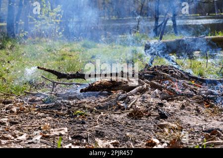 Im Wald brennt ein Feuer. Die Überreste eines verbrannten Baumes. Waldbrandgefahr. Stockfoto