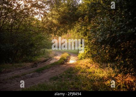 Gesättigtes Grün auf dem Weg der Straße mit einem hellen Lichtstrahl. Hintergrund Querformat. Tag Der Erde. Wunderbarer sonniger Sonnenuntergang. Leerer Sommer, Frühling Stockfoto