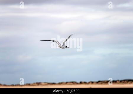Tern der Großen Crested (Thalasseus bergii) im Flug am Fingal Beach in Port Stephens, New South Wales, Australien. Die Großkammmuschel, auch c genannt Stockfoto