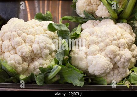 Zwei weiße Blumenkohle, Obst und Gemüse aus Peru Stockfoto