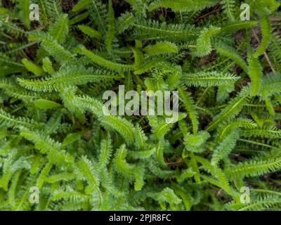 Junge grüne Schafgarbblätter auf dem Hintergrund von altem trockenem Gras im Frühling. Der lateinische Name ist Achillea millefolium L. Stockfoto